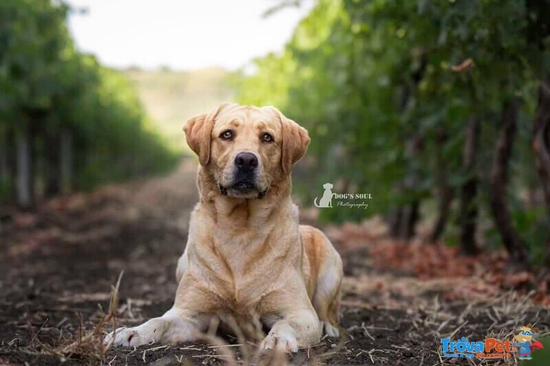 Cuccioli di Labrador Retriever - Foto n. 2