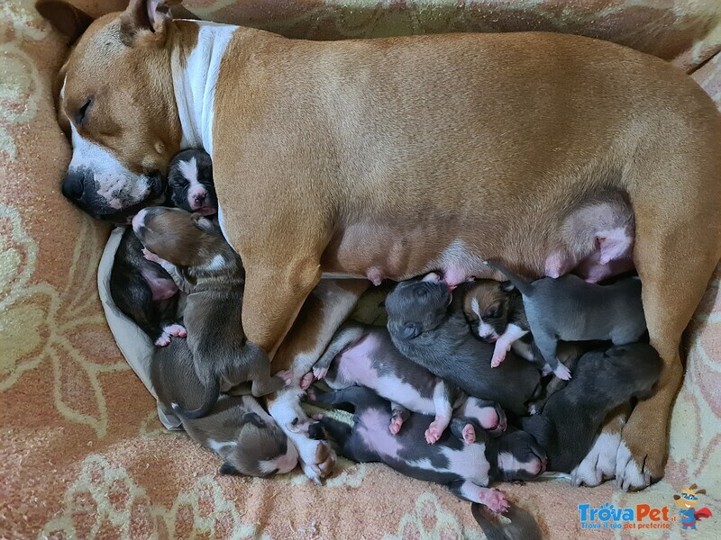 Cuccioli di American Staffordshire Terrier con Pedigree - Foto n. 4