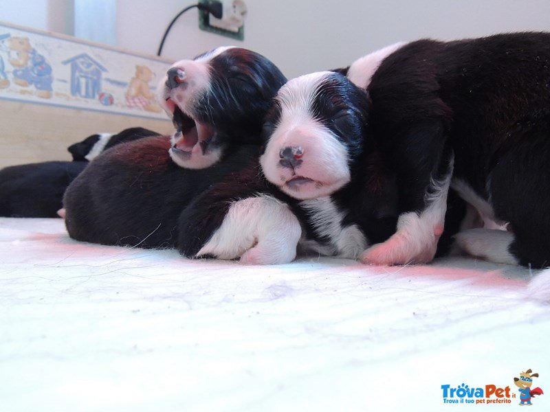 Disponibile Cucciolate di Border Collie - Foto n. 1