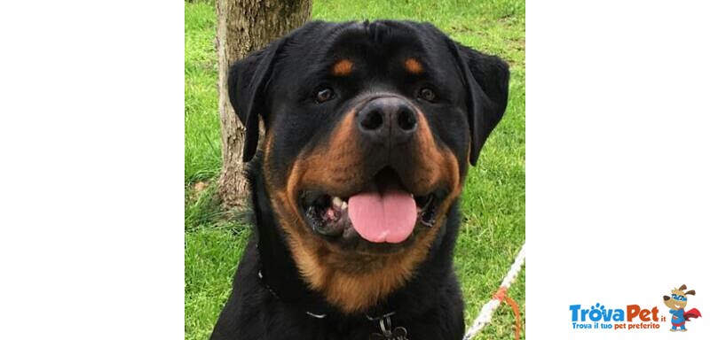 Accoppiamento Rottweiler - Foto n. 2