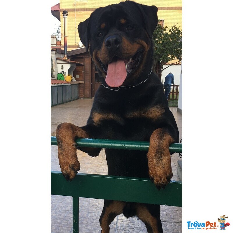 Accoppiamento Rottweiler - Foto n. 1