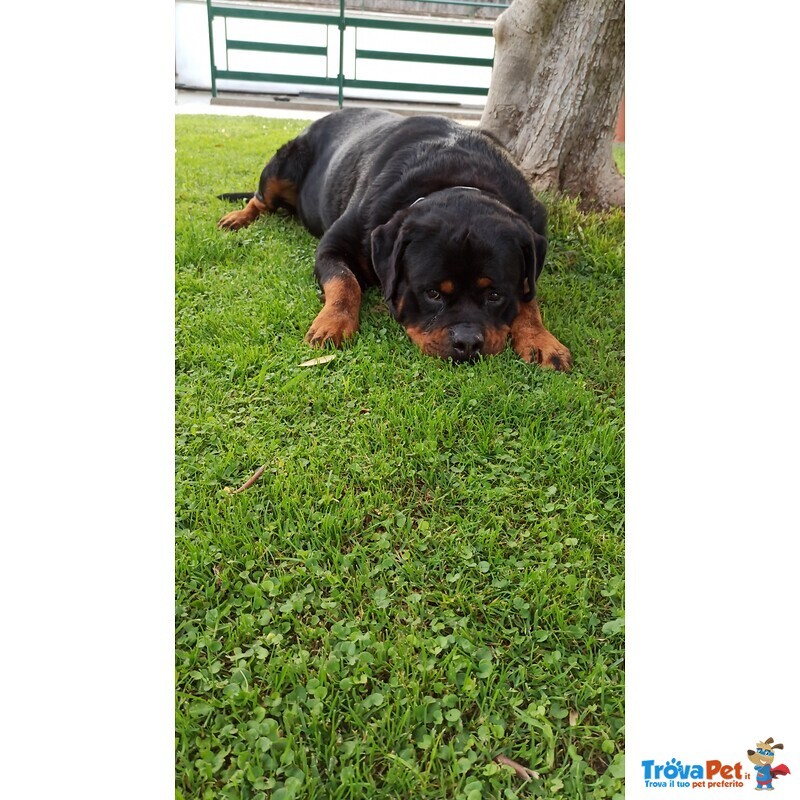 Accoppiamento Rottweiler - Foto n. 4