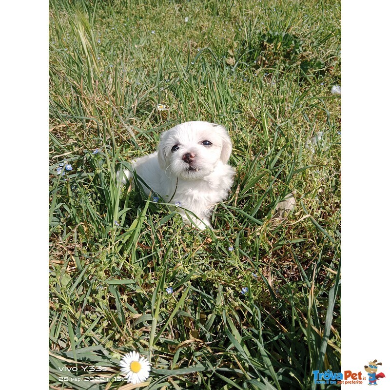 Maltese Cuccioli - Foto n. 1