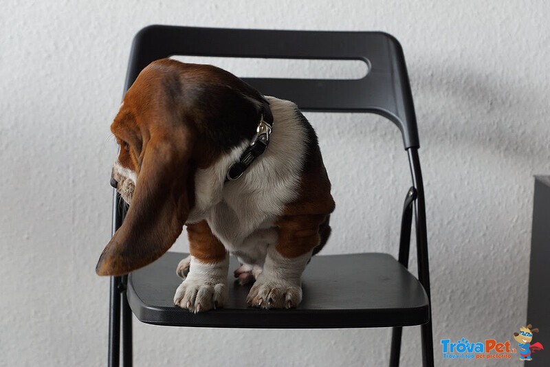 Cuccioli Beagle Maschio e Femmina - Foto n. 2