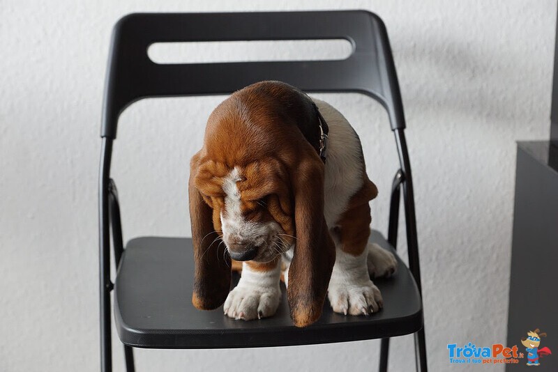 Cuccioli Beagle Maschio e Femmina - Foto n. 3