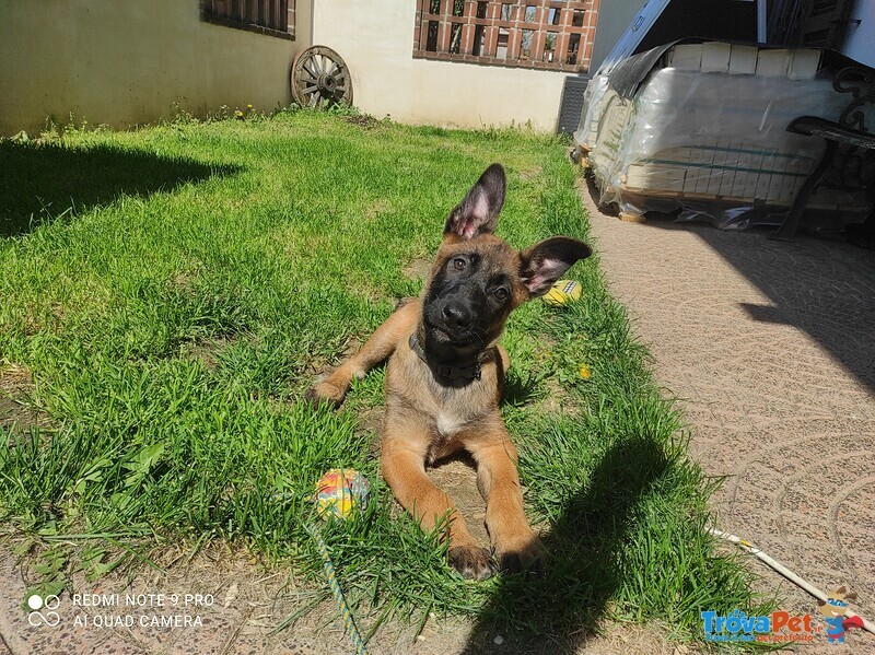 Cucciolo di Pastore Belga Malinois Pedigree - Foto n. 1