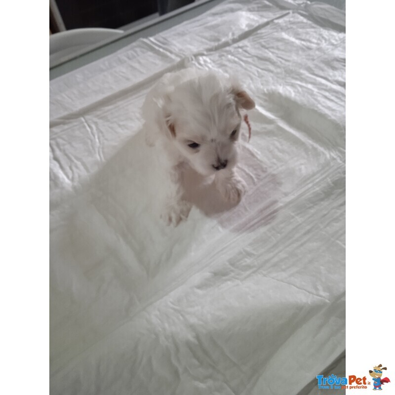 Cuccioli di Maltipoo - Foto n. 3