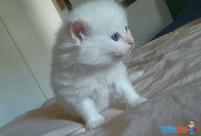 Cuccioli di Gatto Siberiano - Foto n. 4