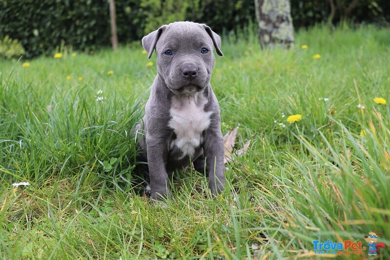 Amstaff Blue - Foto n. 2