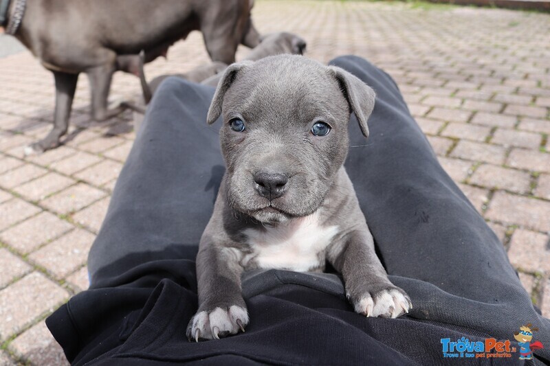 Amstaff Blue - Foto n. 3