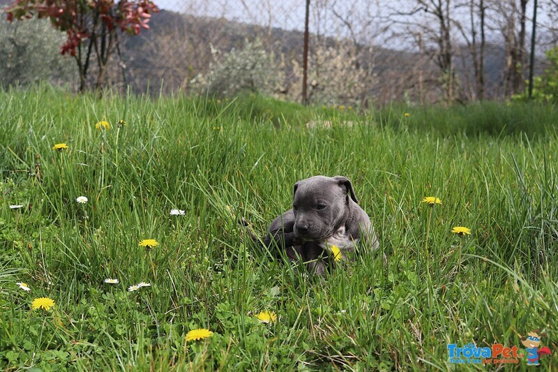 Amstaff Blue - Foto n. 6