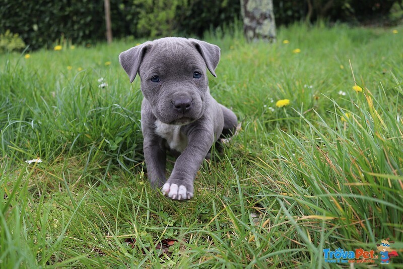 Amstaff Blue - Foto n. 7