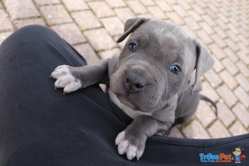 Amstaff Blue - Foto n. 8