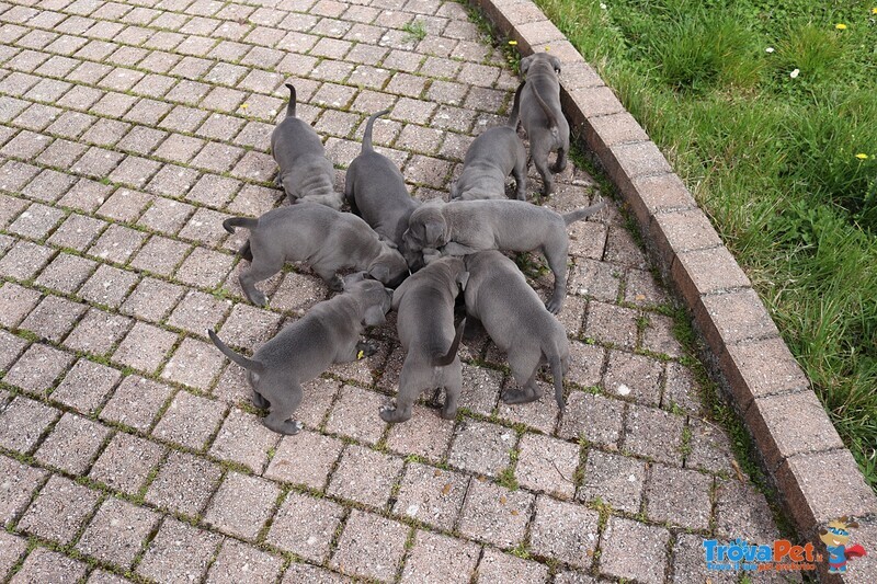 Amstaff Blue - Foto n. 9