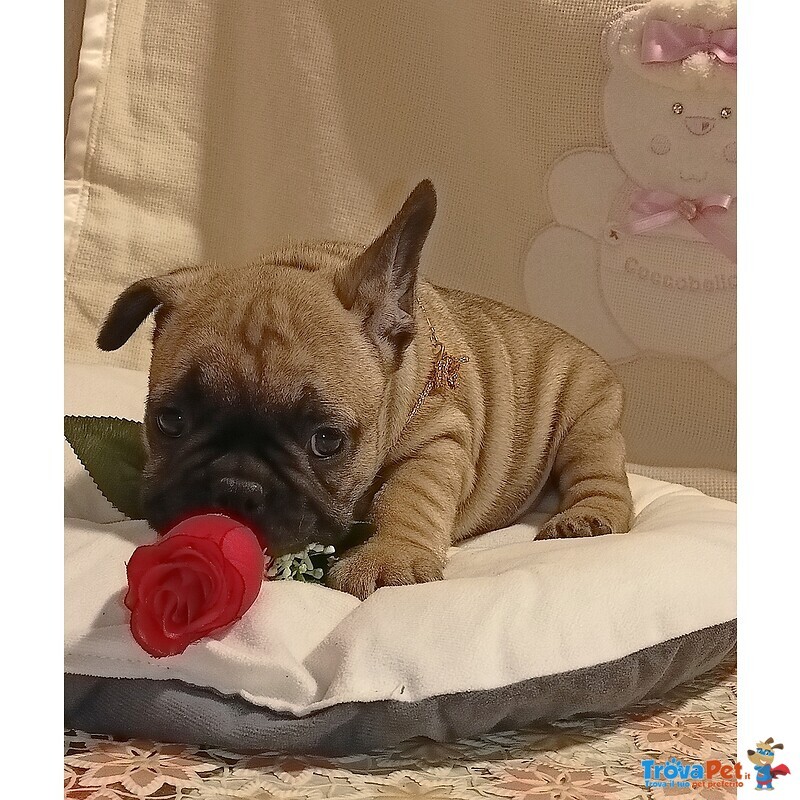 Cuccioli di Bouledogue Francese - Foto n. 1