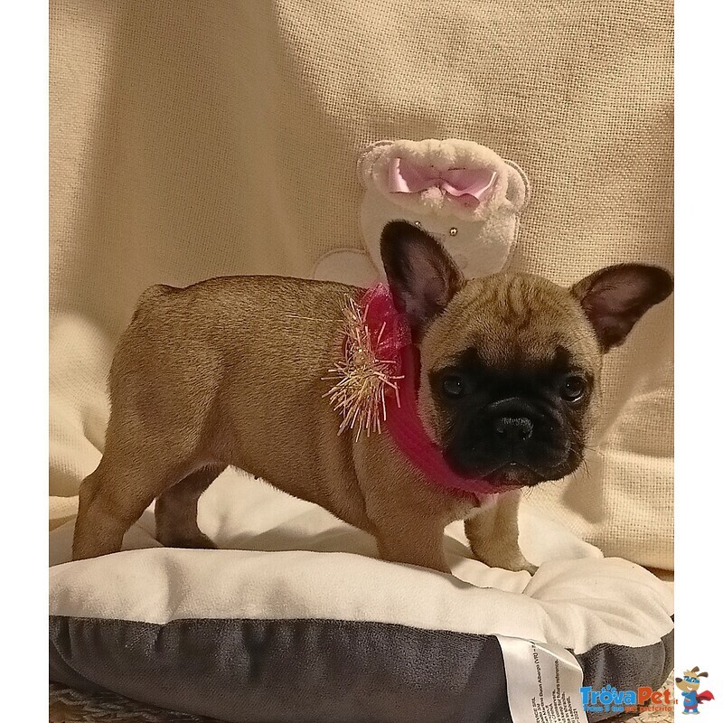 Cuccioli di Bouledogue Francese - Foto n. 4