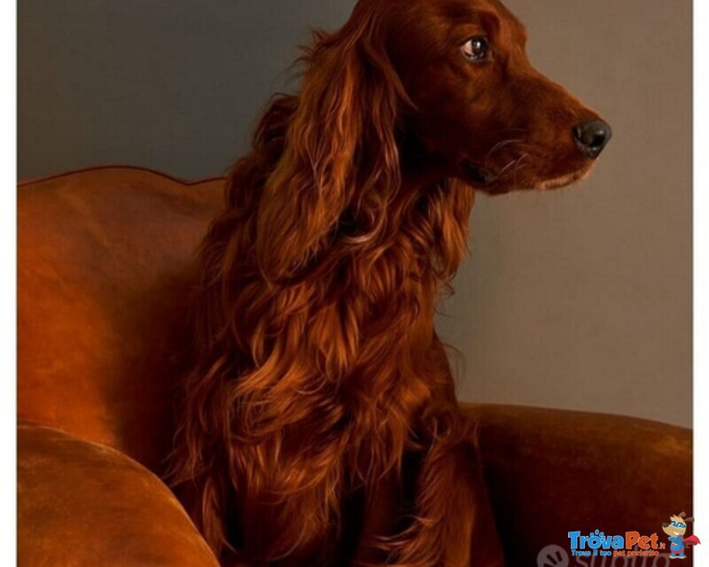 Cuccioli Maschi Setter Irlandese Rosso. - Foto n. 1