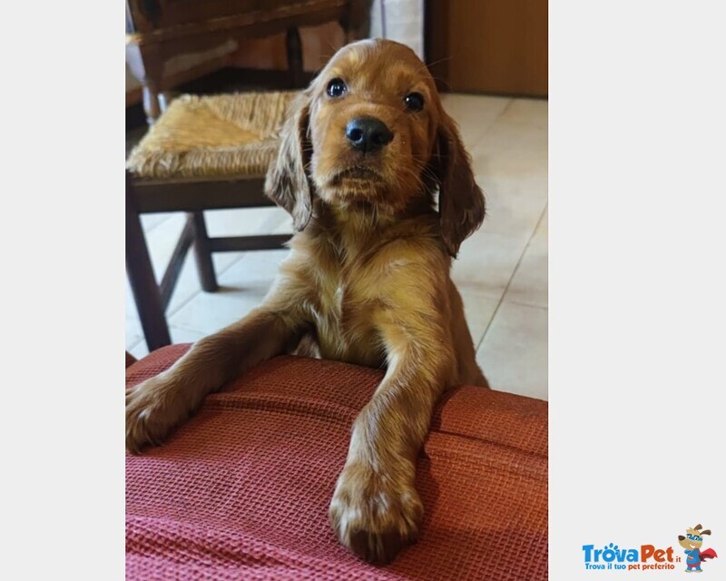 Cuccioli Maschi Setter Irlandese Rosso. - Foto n. 2