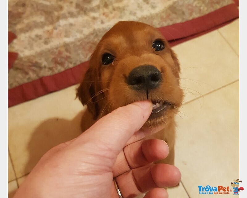 Cuccioli Maschi Setter Irlandese Rosso. - Foto n. 4