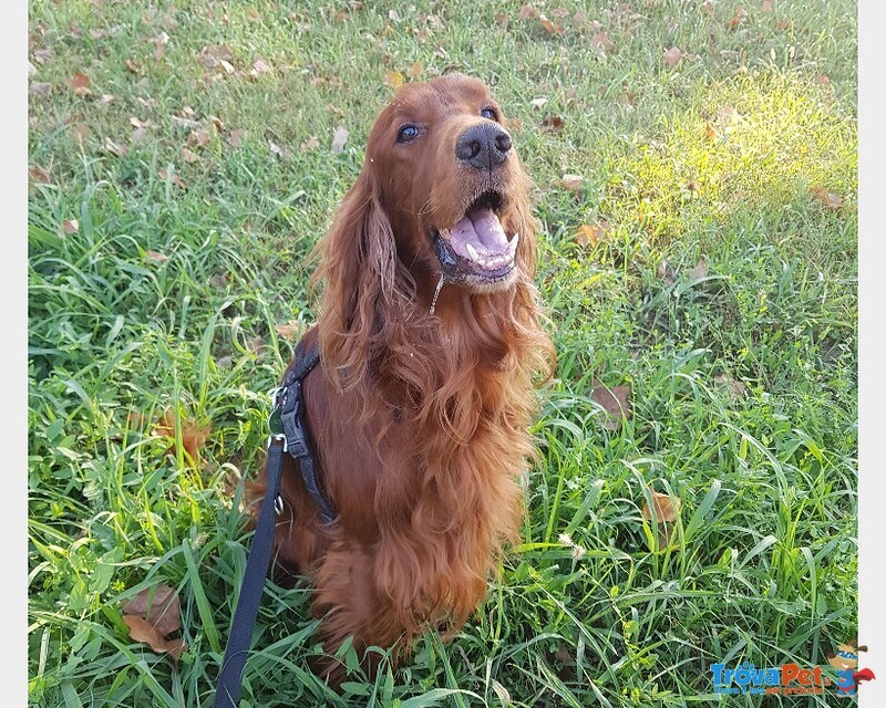 Cuccioli Maschi Setter Irlandese Rosso. - Foto n. 6