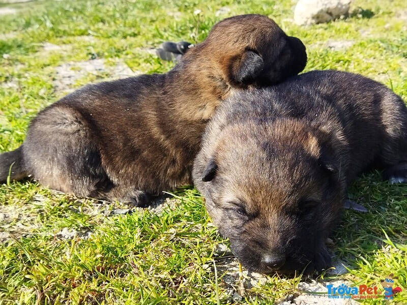 Cuccioli di Pastore Tedesco Grigio - Foto n. 2