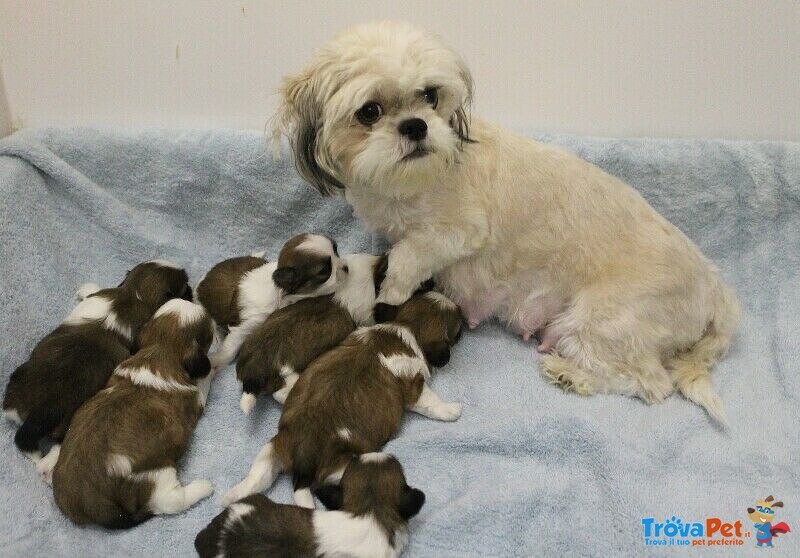 Vendita Dolcissimi Cuccioli di shih tzu in Adozione - Foto n. 1