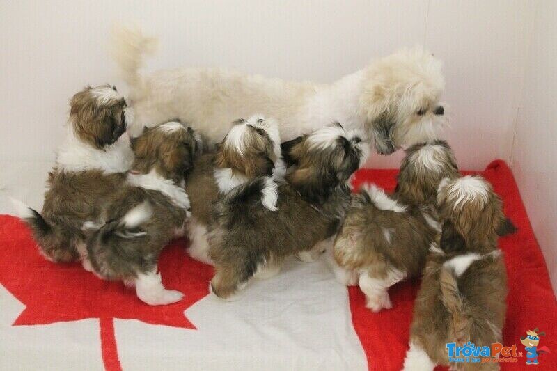 Vendita Dolcissimi Cuccioli di shih tzu in Adozione - Foto n. 2