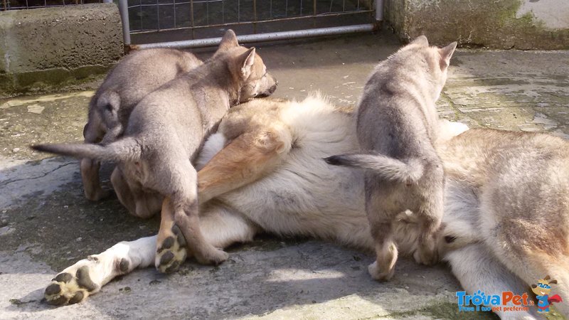 Cucciole di lupo Cecoslovacco - Foto n. 4