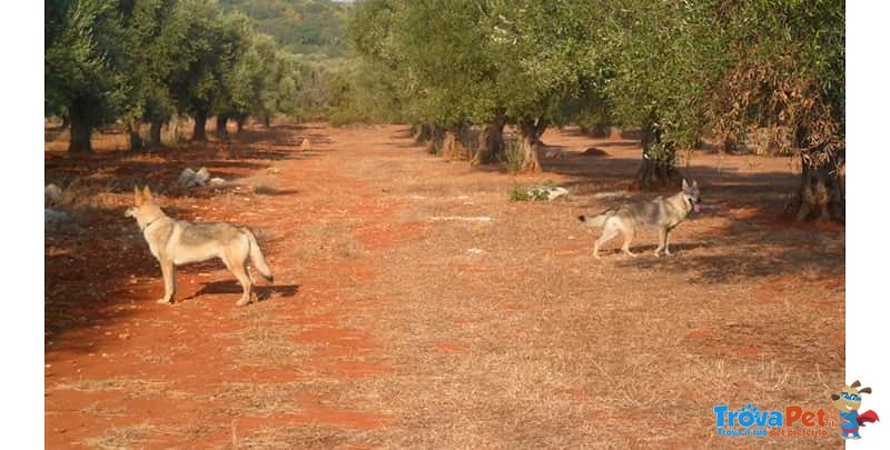 Cucciole di lupo Cecoslovacco - Foto n. 7
