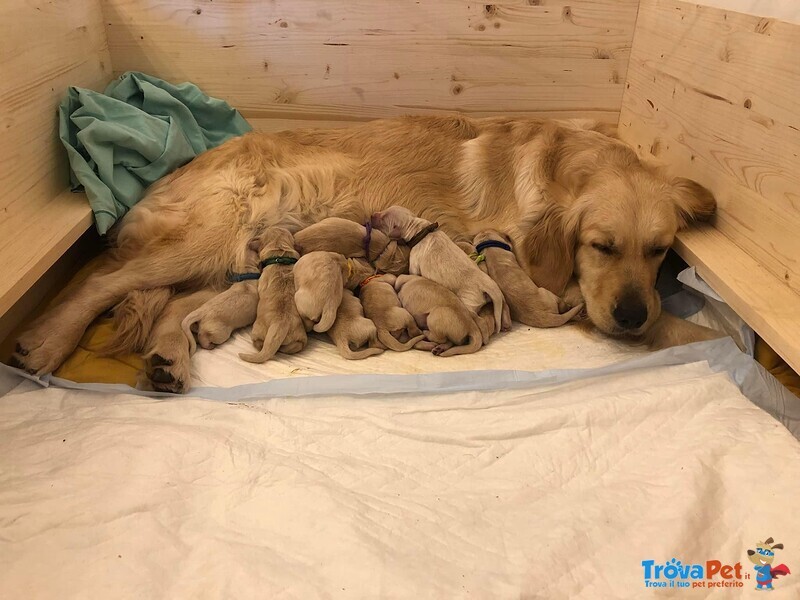 Cucciolata di Golden Retriever - Foto n. 1