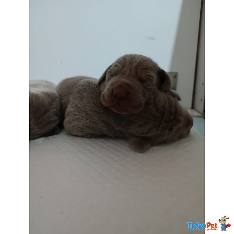 Cuccioli di Weimaraner a pelo Corto - Foto n. 1