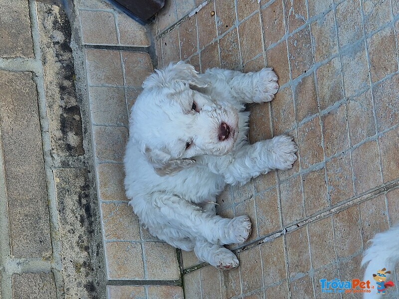 Lagotto Romagnolo - Foto n. 2