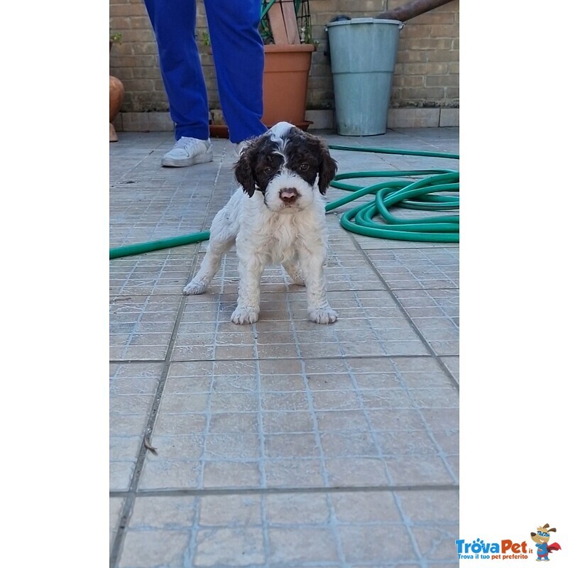 Lagotto Romagnolo - Foto n. 3