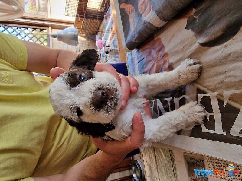 Lagotto Romagnolo - Foto n. 1