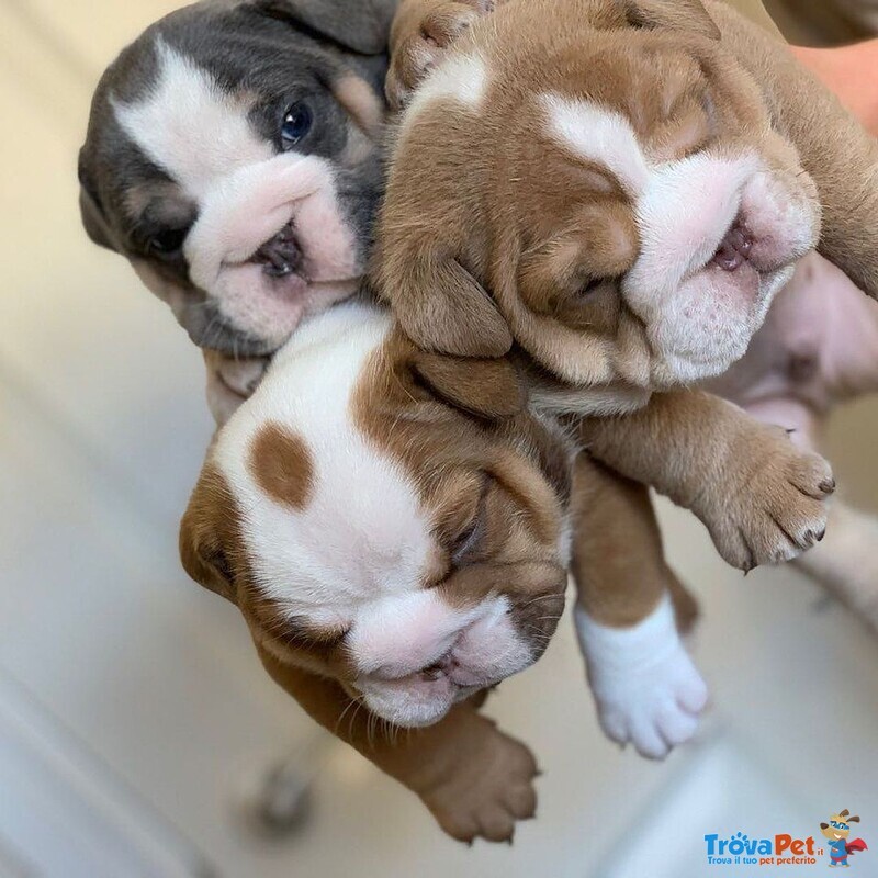 Stupendi Cuccioli di Bulldog Inglese con Pedig - Foto n. 1