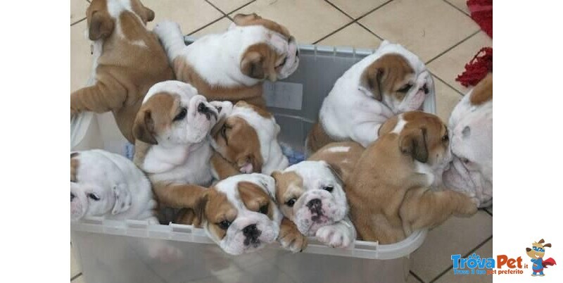 Stupendi Cuccioli di Bulldog Inglese con Pedig - Foto n. 2