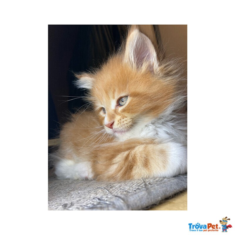 Cuccioli Maine coon Disponibili - Foto n. 2