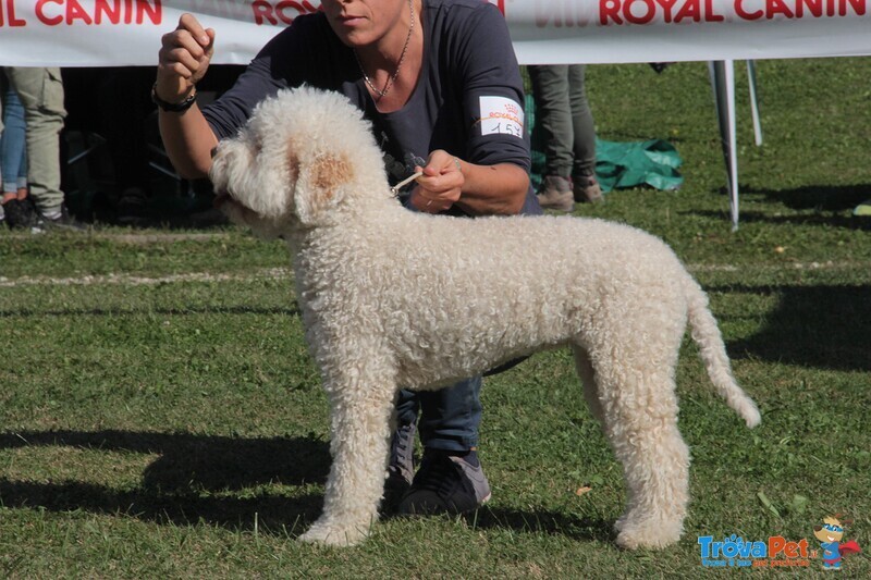 Lagotto Romagnolo con Pedigree Roi - Foto n. 1