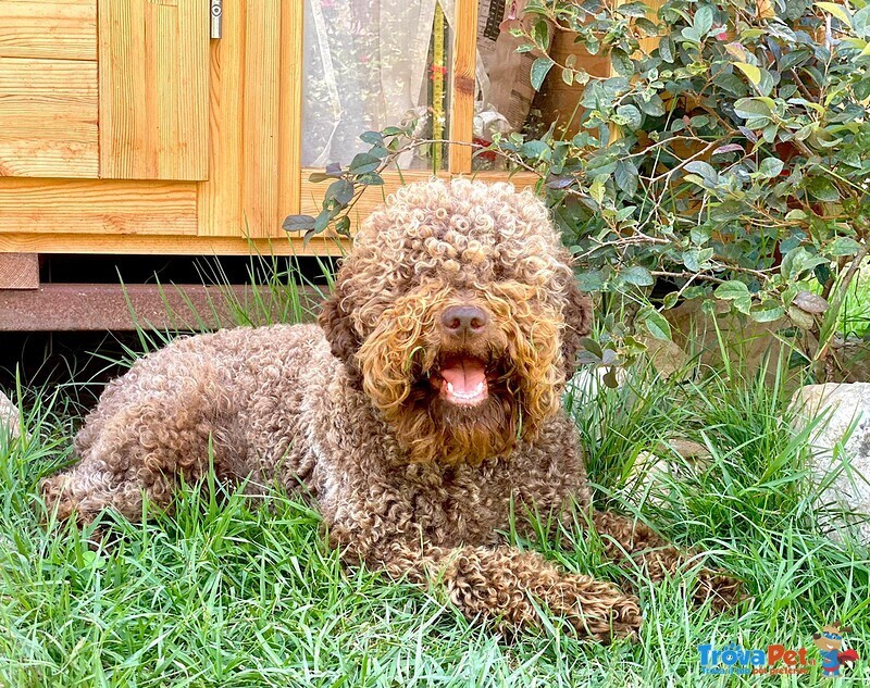 Lagotto Romagnolo con Pedigree Roi - Foto n. 2