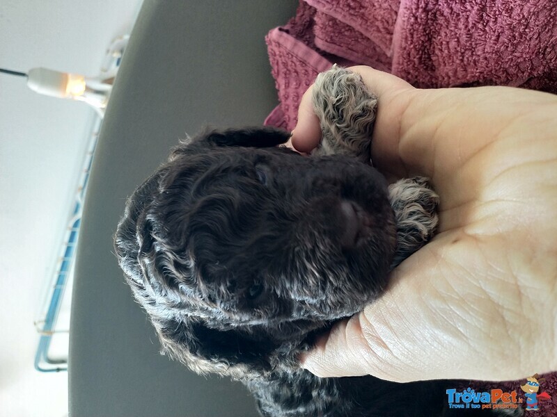 Lagotto Romagnolo con Pedigree Roi - Foto n. 3