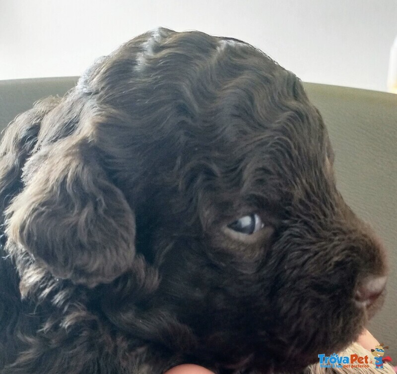 Lagotto Romagnolo con Pedigree Roi - Foto n. 4