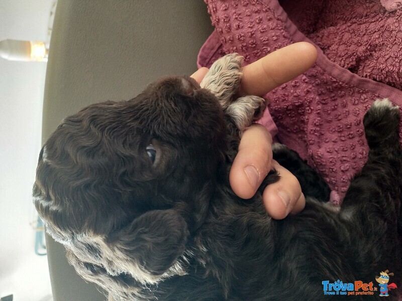 Lagotto Romagnolo con Pedigree Roi - Foto n. 5