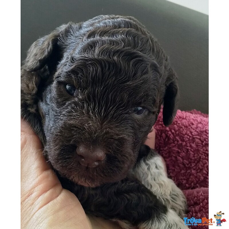 Lagotto Romagnolo con Pedigree Roi - Foto n. 6