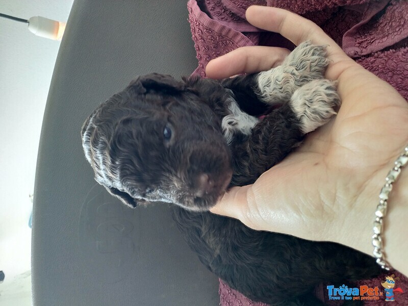 Lagotto Romagnolo con Pedigree Roi - Foto n. 7