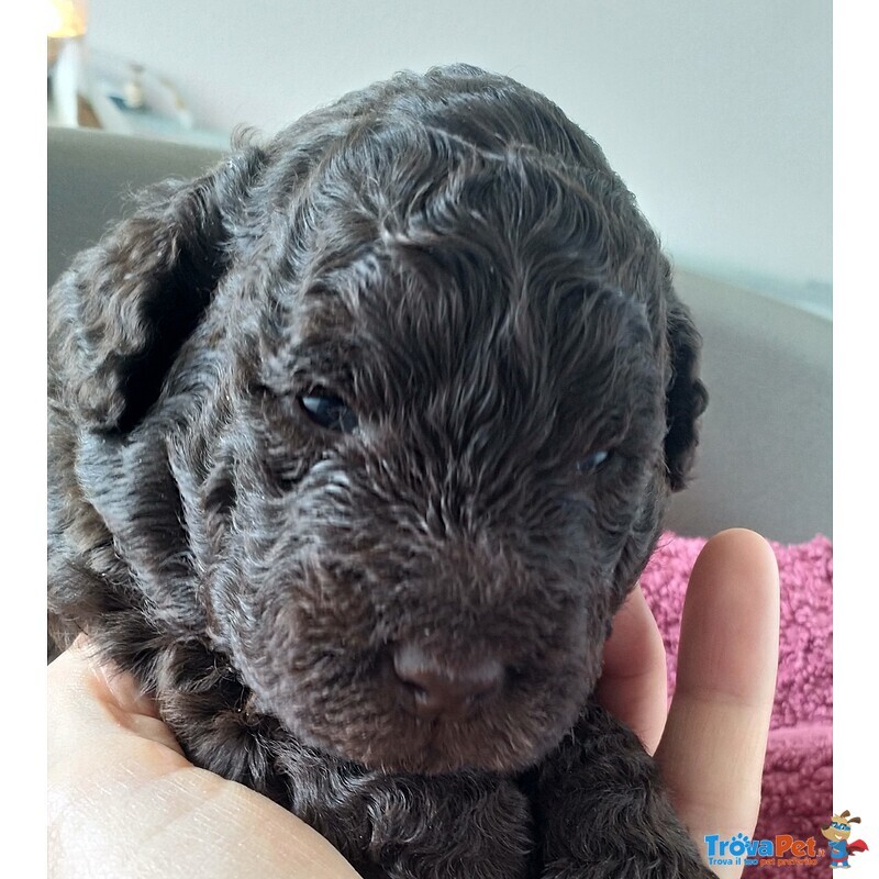 Lagotto Romagnolo con Pedigree Roi - Foto n. 8