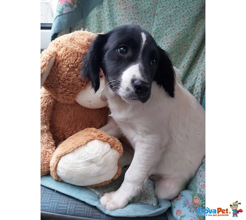 4cuccioli Quasi 5mesi(la Mamma è Breton Pura) Nessuna Richiesta X Loro!sos Calabria - Foto n. 2