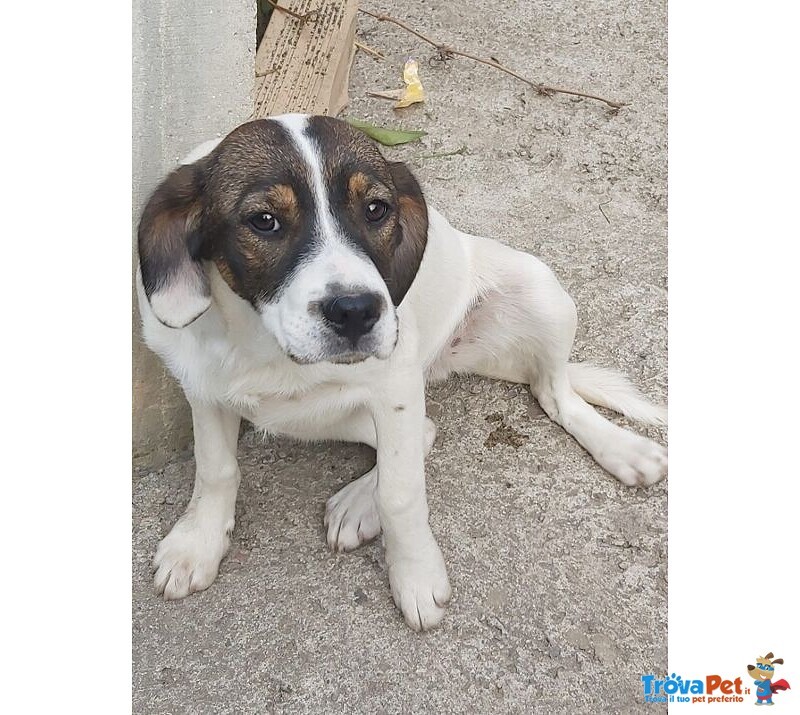 4cuccioli Quasi 5mesi(la Mamma è Breton Pura) Nessuna Richiesta X Loro!sos Calabria - Foto n. 3