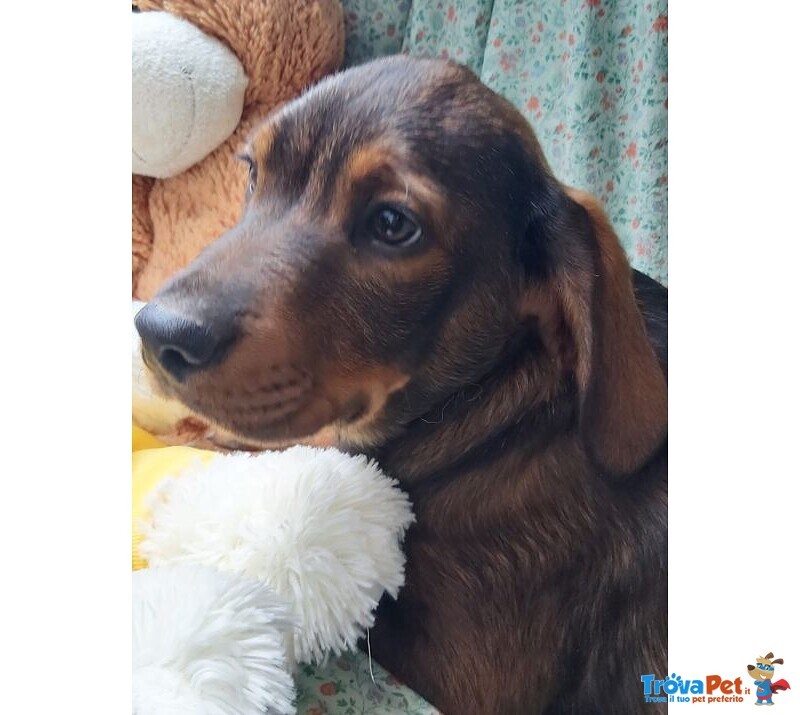 4cuccioli Quasi 5mesi(la Mamma è Breton Pura) Nessuna Richiesta X Loro!sos Calabria - Foto n. 5