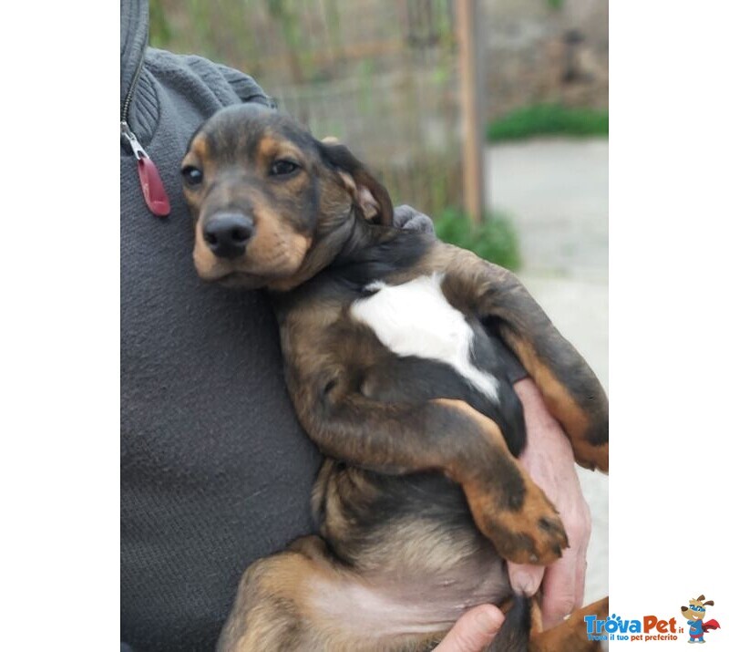 4cuccioli Quasi 5mesi(la Mamma è Breton Pura) Nessuna Richiesta X Loro!sos Calabria - Foto n. 6