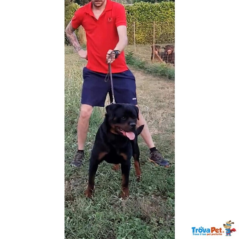 Cuccioli di Rottweiler Selezionati con Pedigree - Foto n. 2